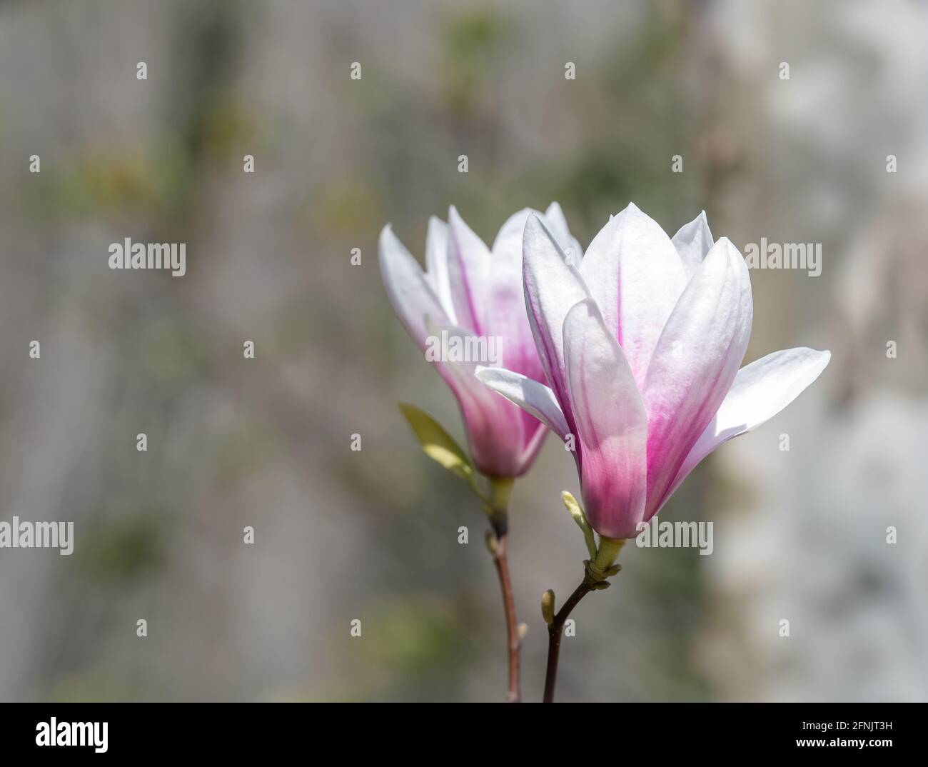 Magnolia × soulangeana pink purple flower blossom in the spring Stock ...