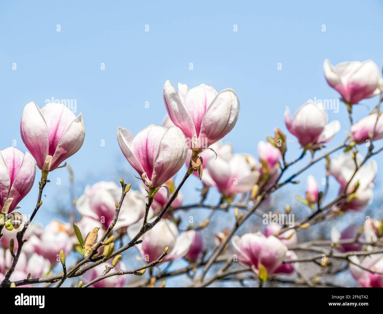 Magnolia × soulangeana pink purple flower blossom in the spring Stock ...