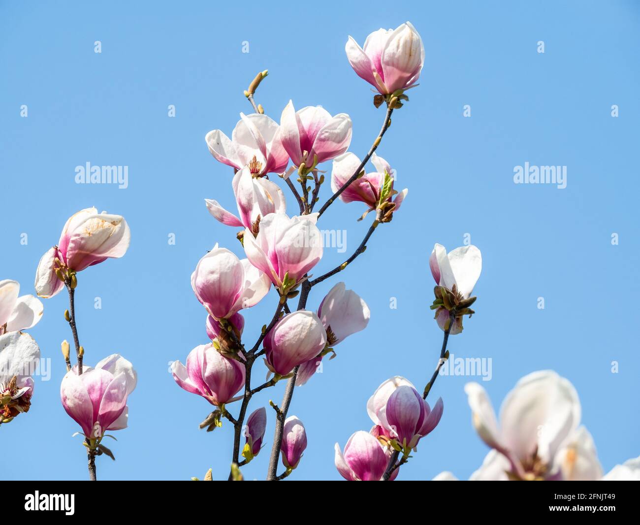 Magnolia × soulangeana pink purple flower blossom in the spring Stock ...