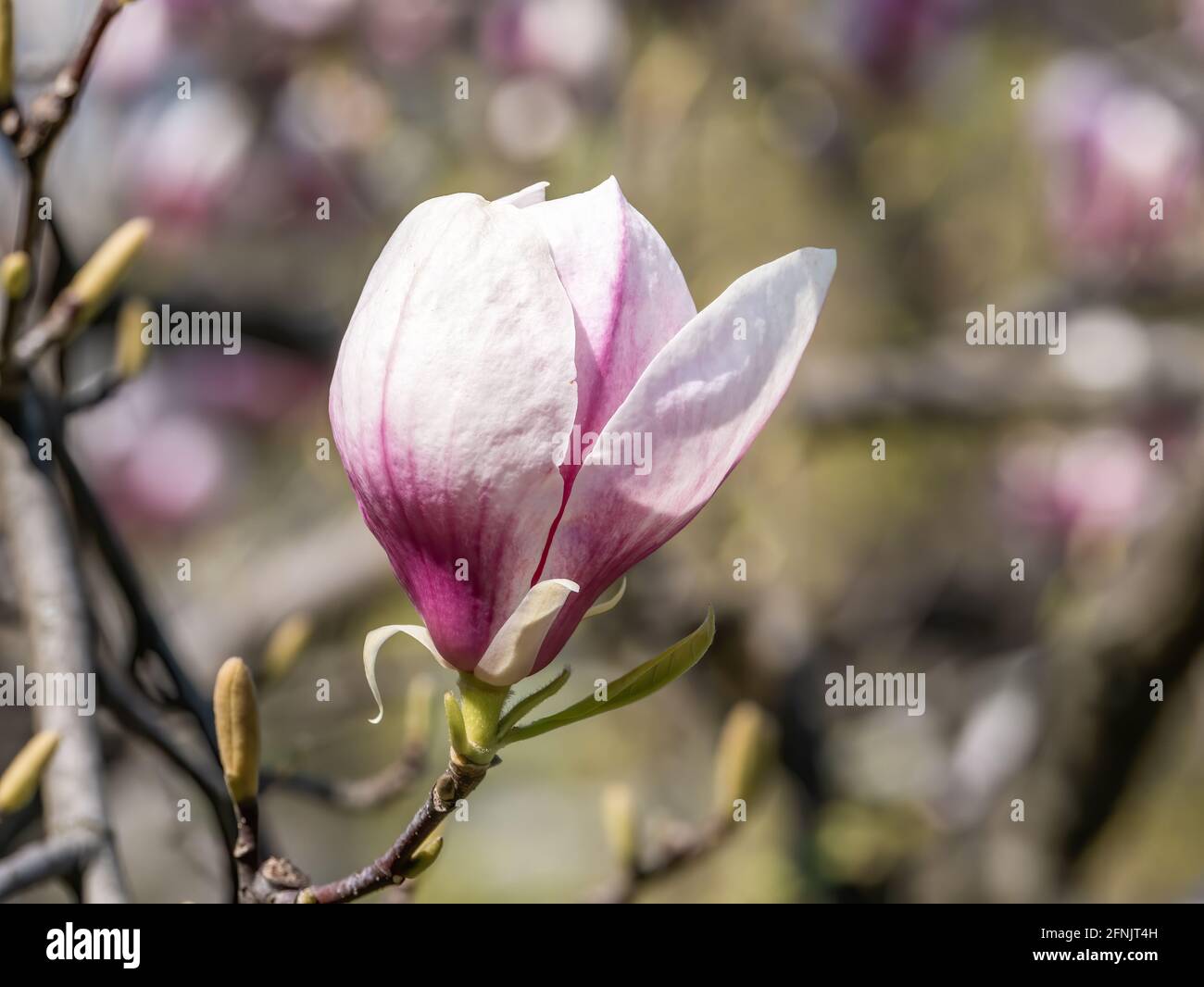 Magnolia × soulangeana pink purple flower blossom in the spring Stock ...