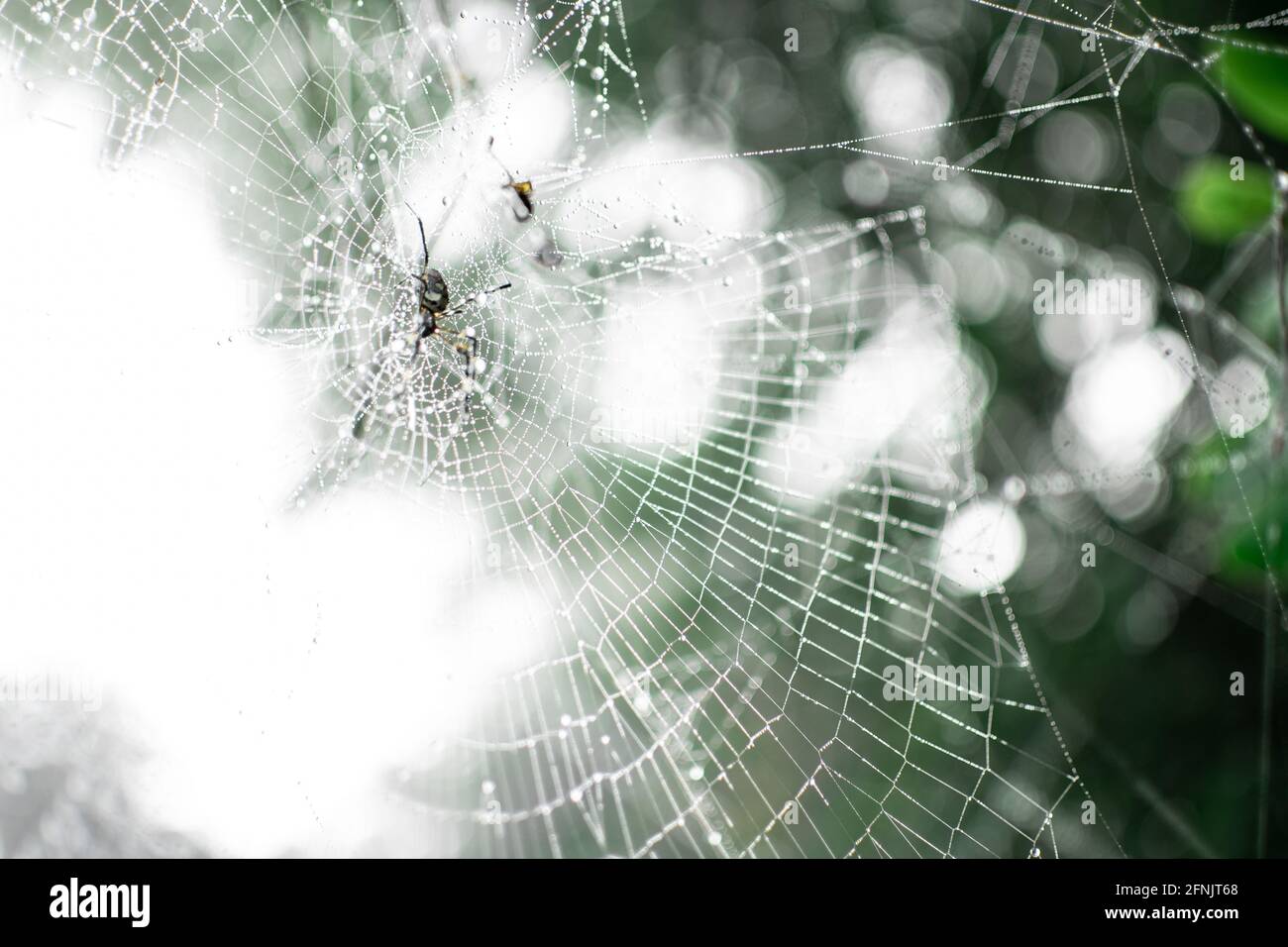 A spider in its spider web in the forest with dew rain drops on it, Shan state, Myanmar Stock Photo