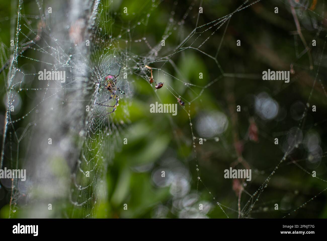 A spider in its spider web in the forest with dew rain drops on its long legs, Shan state, Myanmar Stock Photo