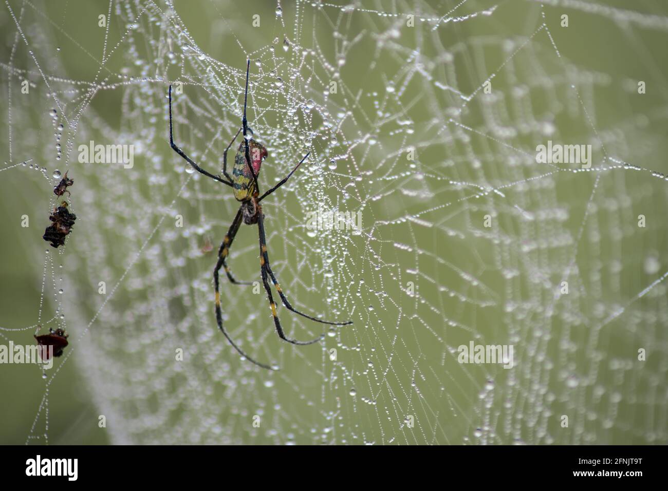 Close up of a spider in its spider web in the forest with dew rain drops on its long legs, Shan state, Myanmar Stock Photo