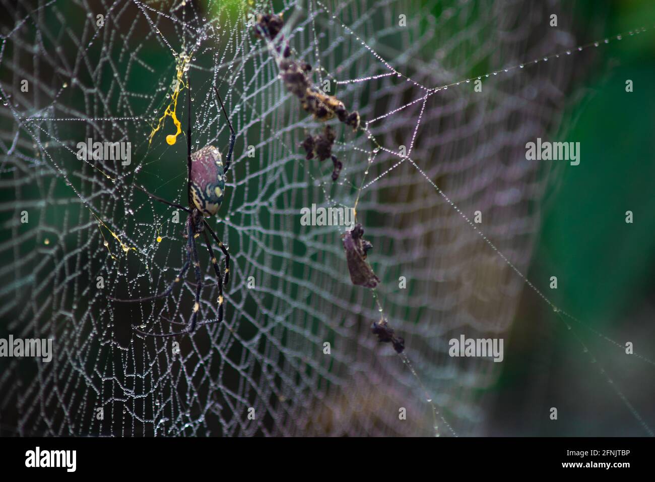 Close up of a spider in its spider web in the forest with dew rain ...