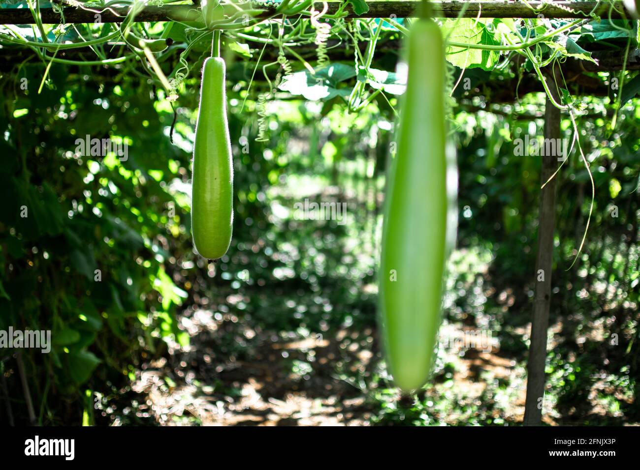 Two green organic squash vegetables growing hanging at a local rural farm near Inle Lake, Nyaung Shwe, Shan state, Myanmar Stock Photo
