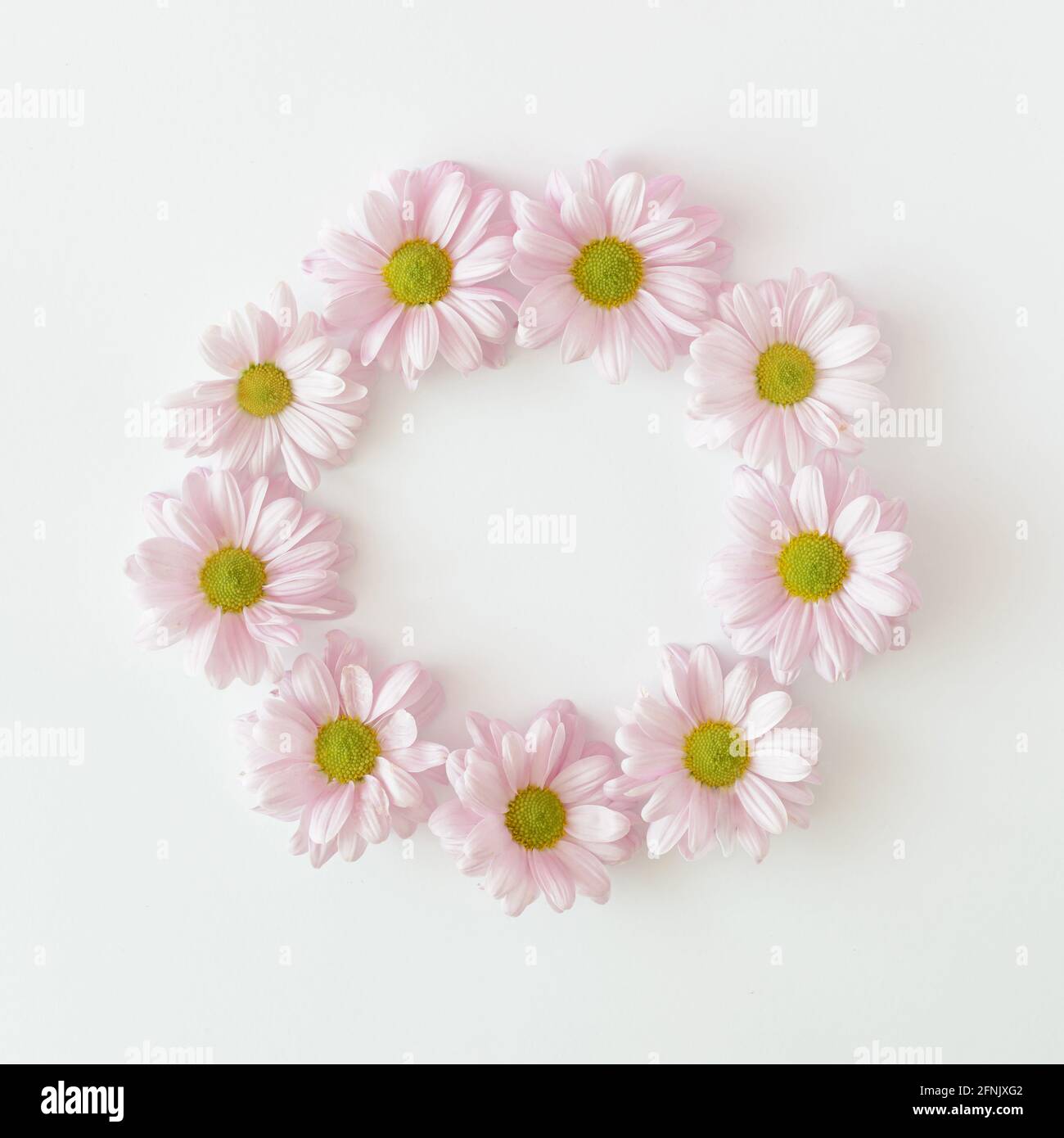 Light purple chrysanthemum flowers arranged in a circle on a white ...