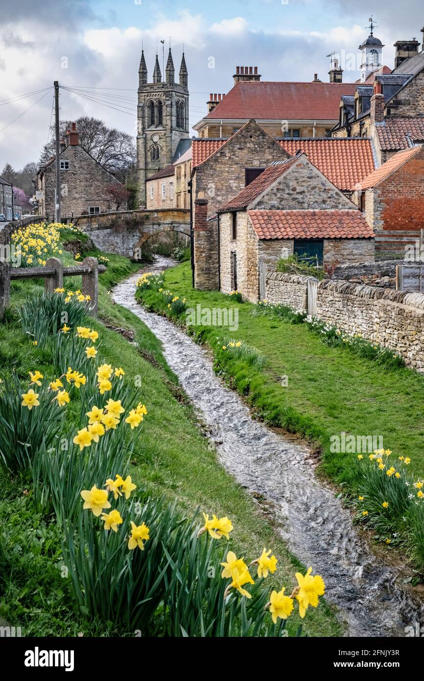 Spring daffodils by the beck in Helmsley, North Yorkshire Stock Photo