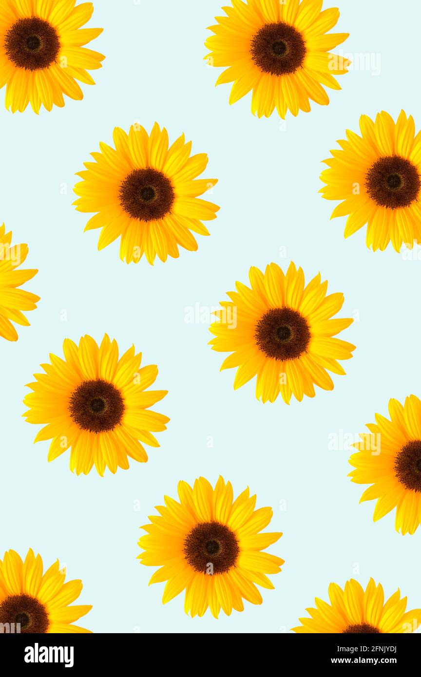 Sunflower pattern spontaneously arranged on a blue background. Flower