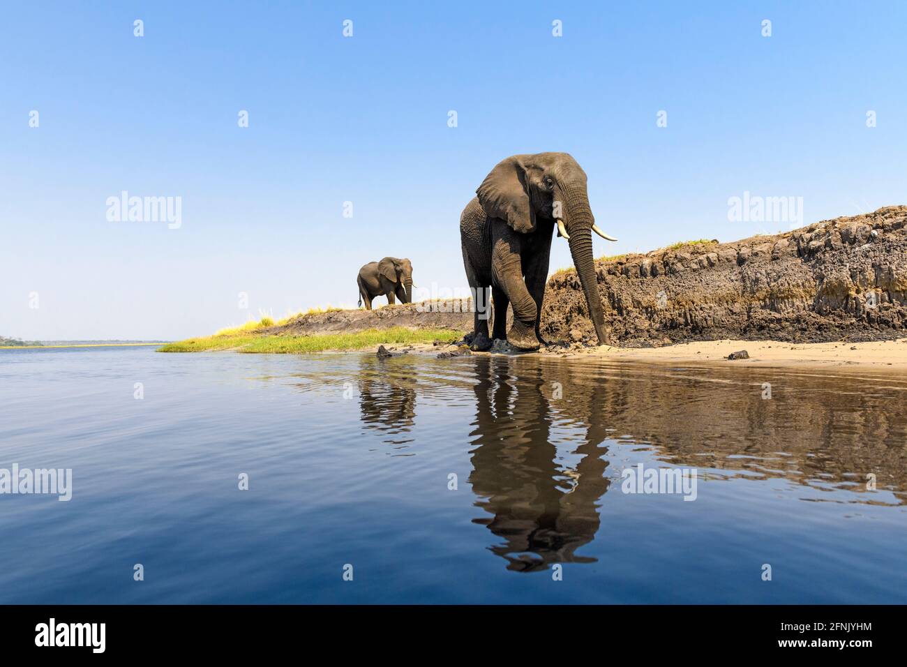 Elephants at Chobe River Stock Photo