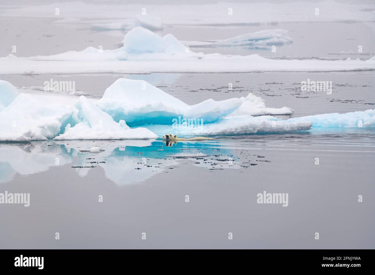 a polar bear swimming among the sea ice, svalbard Stock Photo