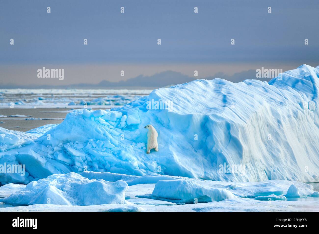polar bear on an iceberg, svalbard Stock Photo