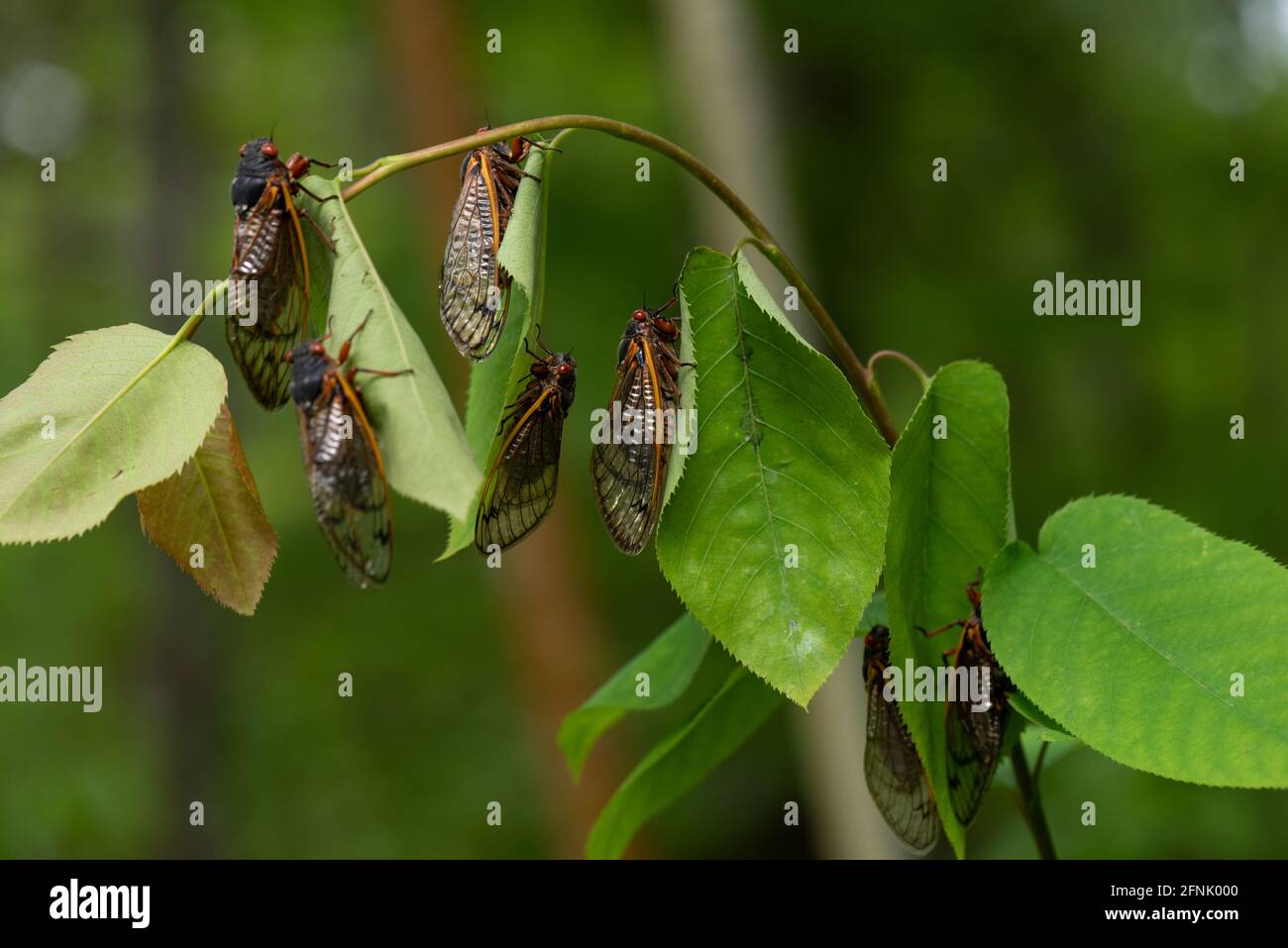 Cicadas Food High Resolution Stock Photography And Images Alamy