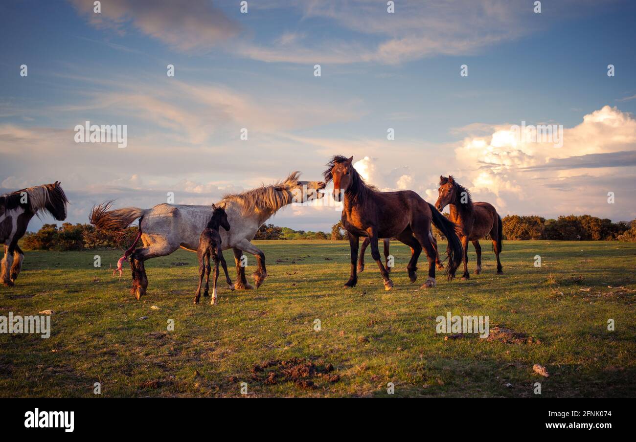 A mother protects her newly born foal from inqutsitive New Forest ponies who get to touchy for her liking. A small battle broke out where the mother had to kick other horses with the foal being caught up in the middle and receiving a kick which flored the poor pony. Thankfully he regained his footing and kept his place by his mother until the sceane calmed. This time of year sees the New Forest National Park come alive with new arrivals from ponys to donkeys. Thankfully this pony was lucky to get a break in the weather for its arrival on a sunny evening on May 17th 2021 Stock Photo