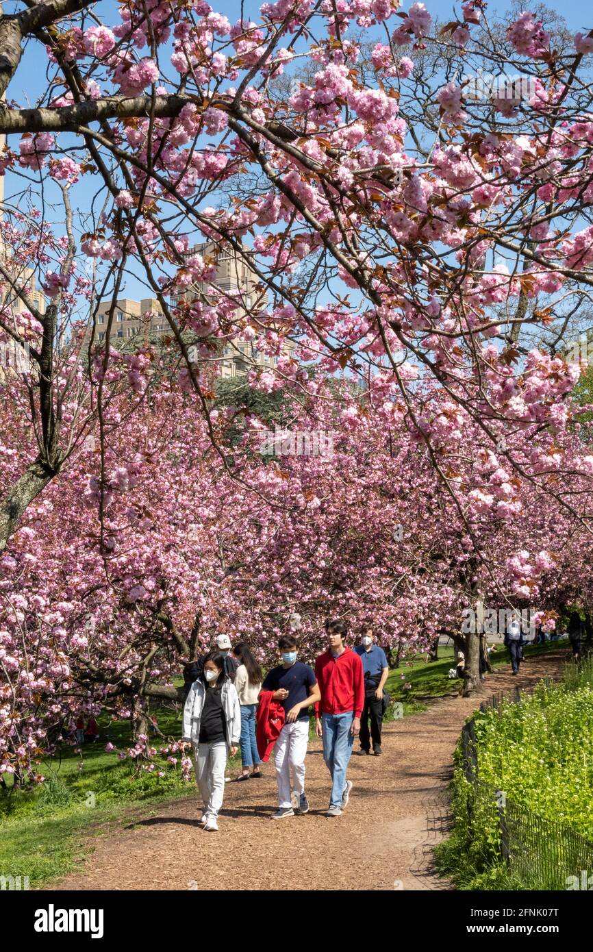 Central Park is Vibrant when the Kwanzan Cherry Trees are in Bloom
