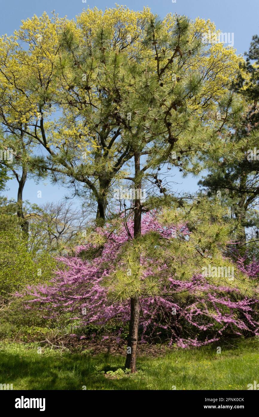Arthur Ross Pinetum in Central Park is beautiful in springtime, NYC, USA  2021 Stock Photo