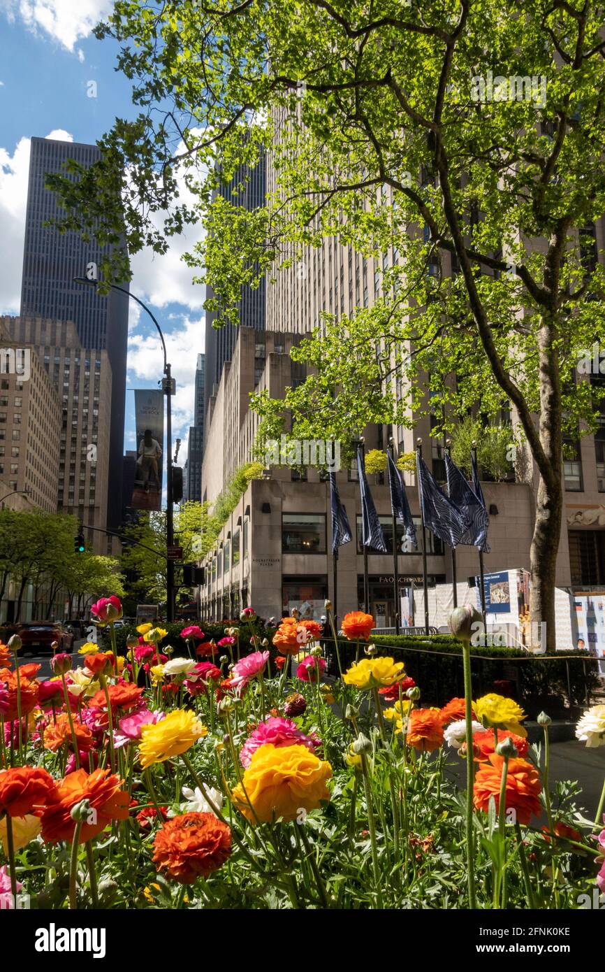 Ranunculus with exquisite, multilayered flowers are ornamental in Rockefeller Center, New York City, USA  2021 Stock Photo