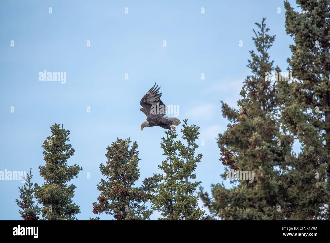 Large adult bald eagle flying off a tree top after being perched. Taken
