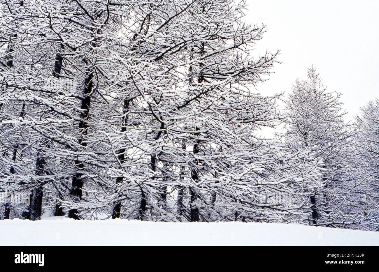 Sentiero nel bosco in a hi-res stock photography and images - Alamy
