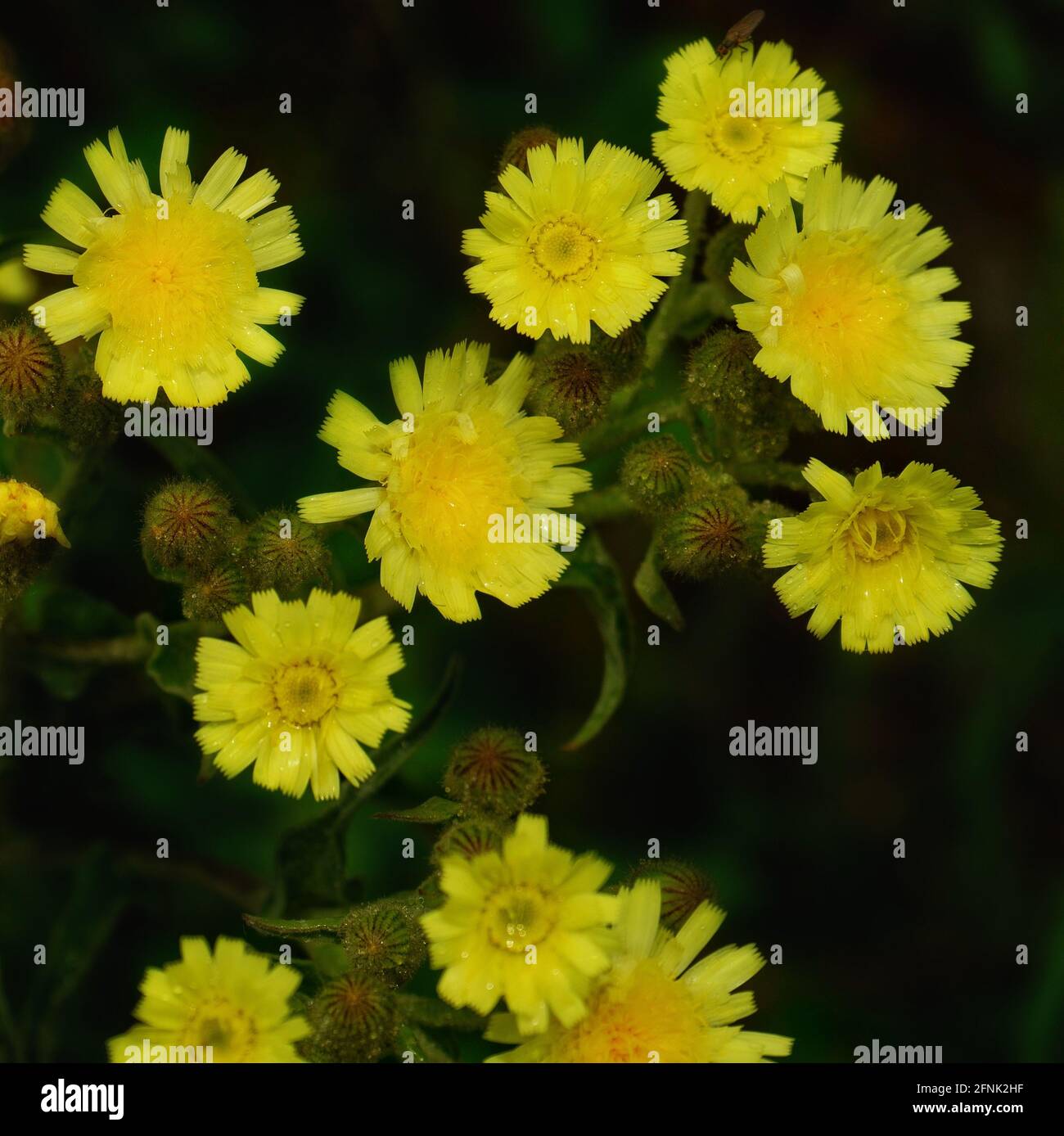 Yellow flowers of common Andryala blooming in the garden Stock Photo