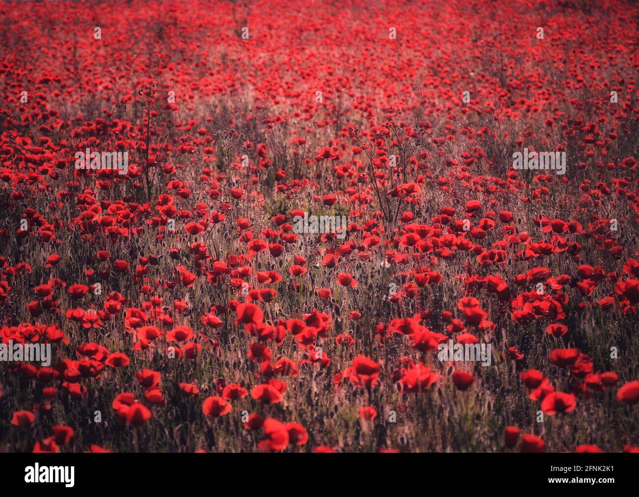 Scenic field of blooming corn poppy flowers Stock Photo - Alamy