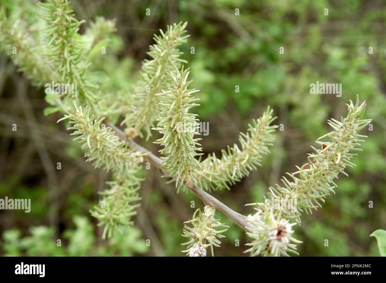Closeup shot of the green Salix aurita plant grown in the garden Stock Photo