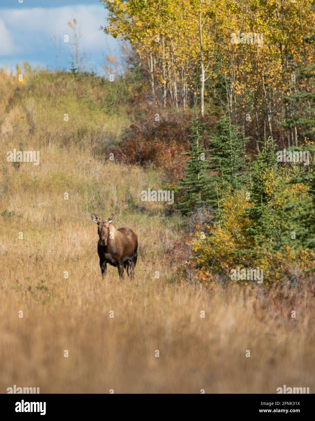 Side profile of a large adult moose taken in Yukon Territory, northern Canada in the summer time while swimming in water with natural, wild background Stock Photo
