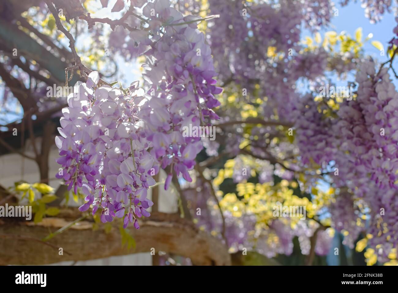 Purple wisteria close-up blooms in the spring garden. Delicate purple flowers in the bright sunlight. Beautiful atmospheric spring background. Blurry Stock Photo
