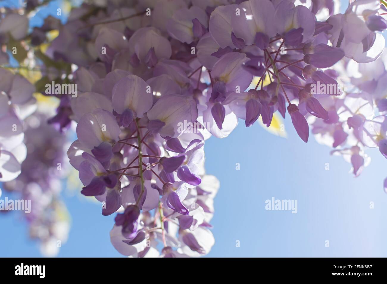 Purple wisteria close-up blooms in the spring garden. Delicate purple flowers in the bright sunlight. Beautiful atmospheric spring background. Blurry Stock Photo