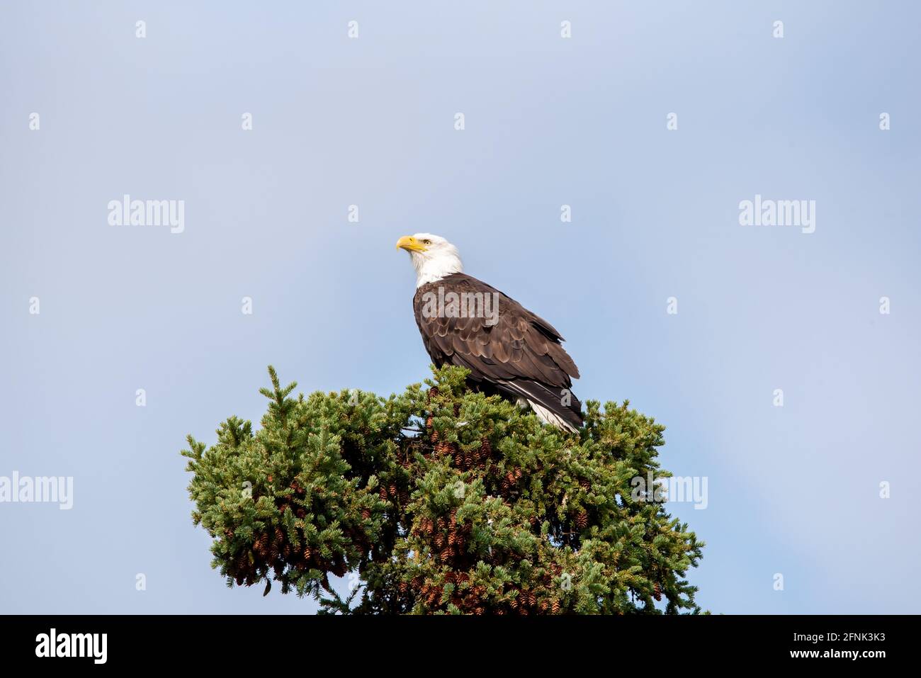 A single adult bald eagle sitting on top of a spruce tree top in northern Canada during summertime. Beautiful, regal, wild bird in wilderness. Stock Photo
