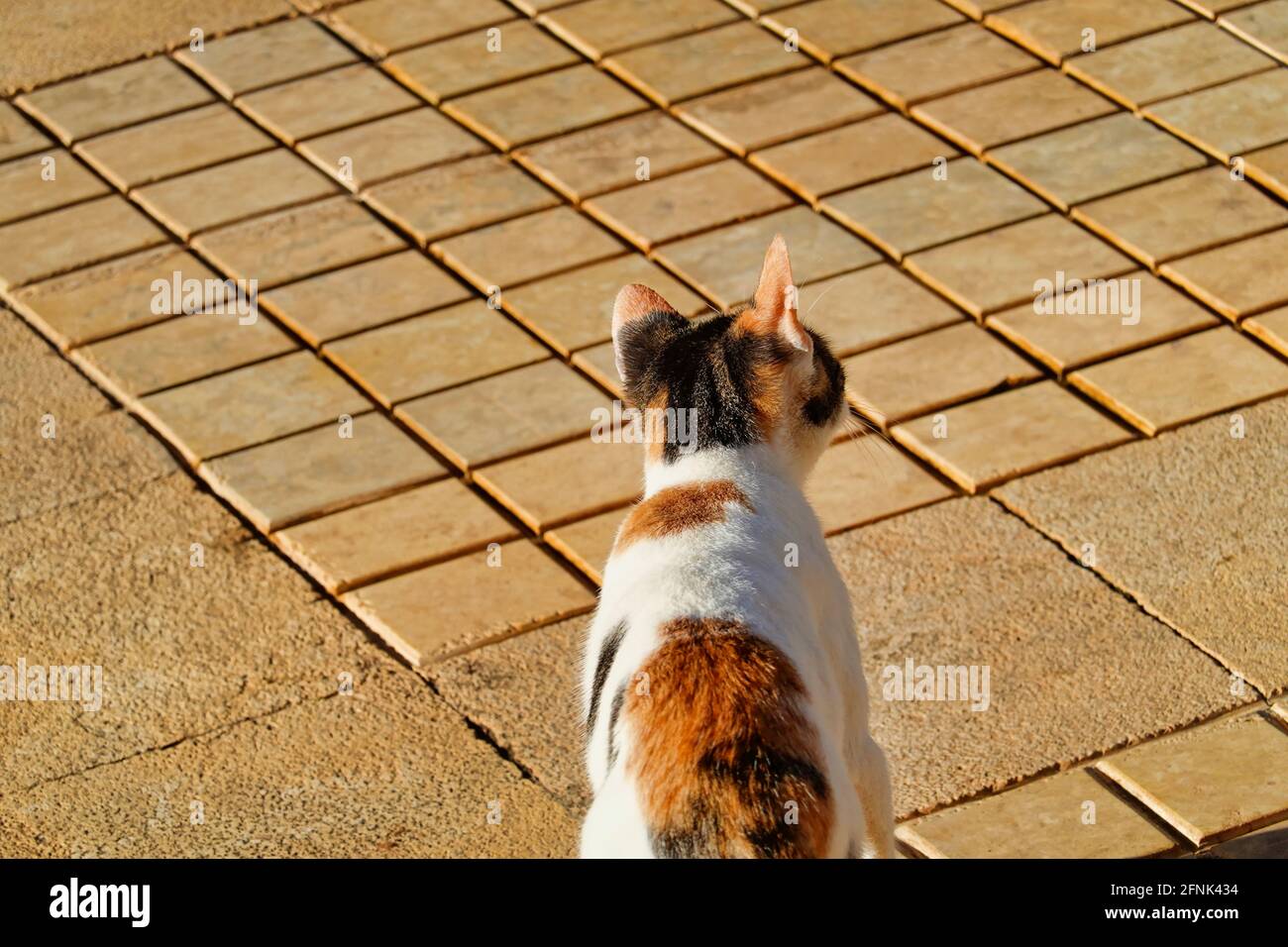 Fluffy cat sitting on the pavement Stock Photo - Alamy