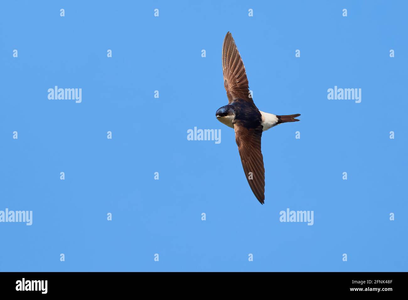 Common house martin in flight (Delichon urbicum Stock Photo Alamy