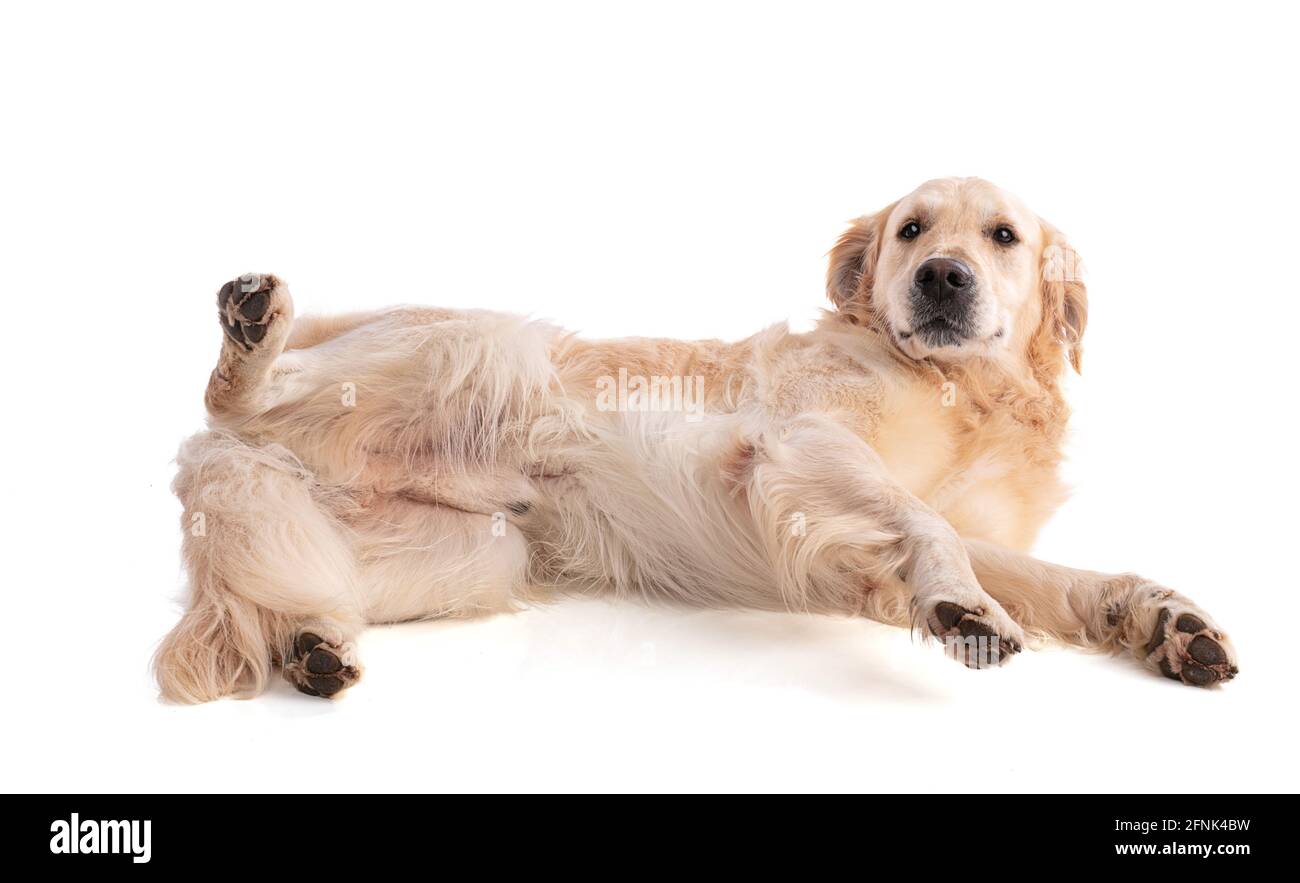 Golden retriever dog lying on the side on white background Stock