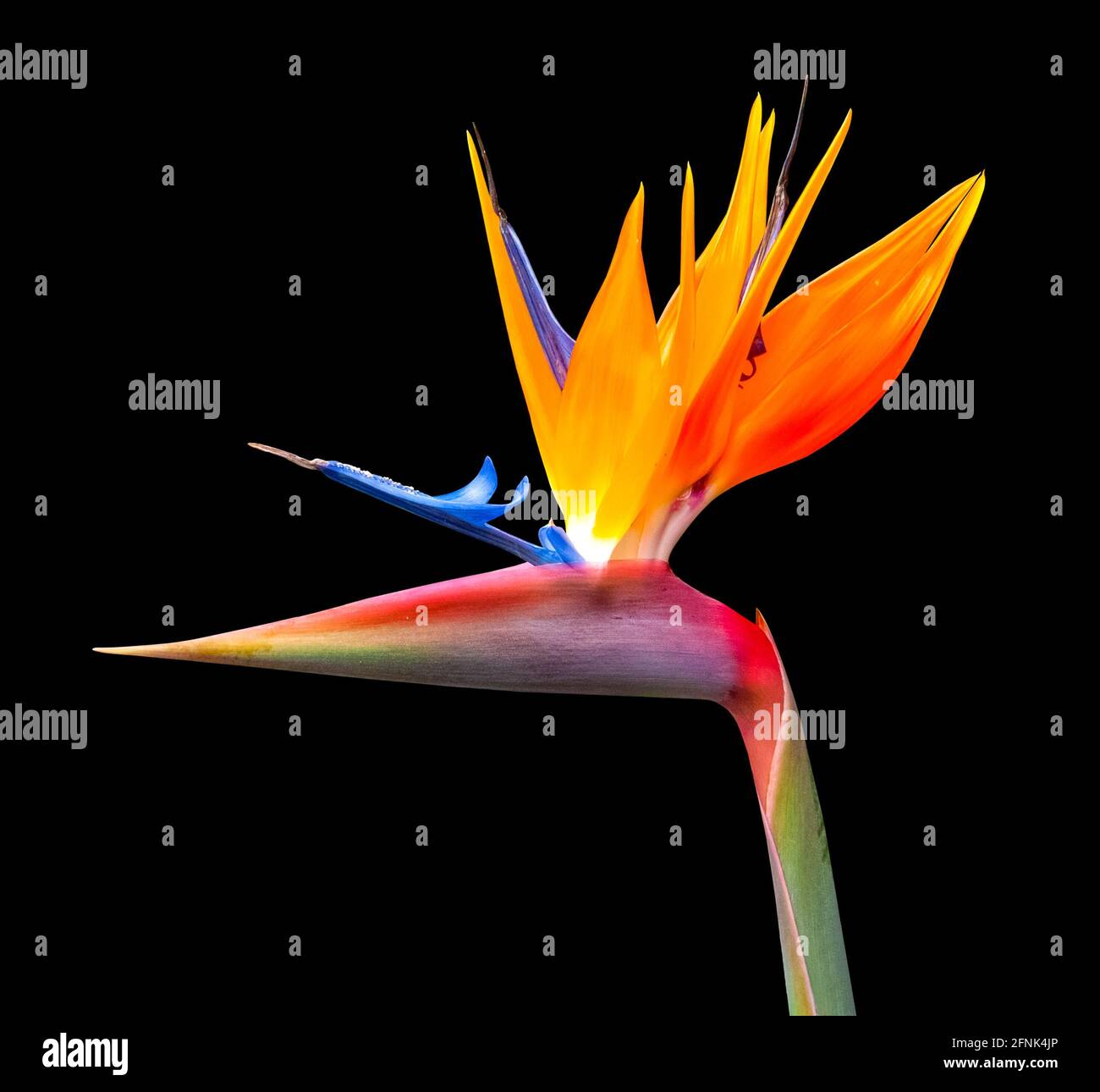 brightly colored bird of paradise flower closeup isolated on a black background Stock Photo