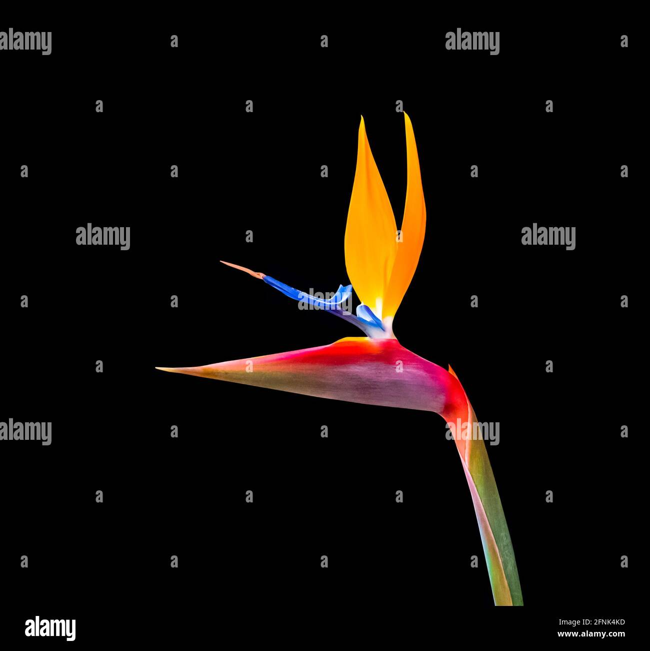 brightly colored bird of paradise flower closeup isolated on a black background Stock Photo