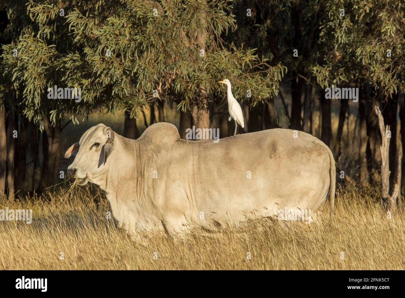 Brahman cow grazing in tall golden grass with mouthful of grass and white cattle egret perched on its back in Australia Stock Photo