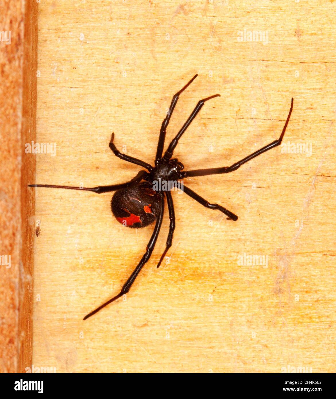 Red back spider hires stock photography and images Alamy
