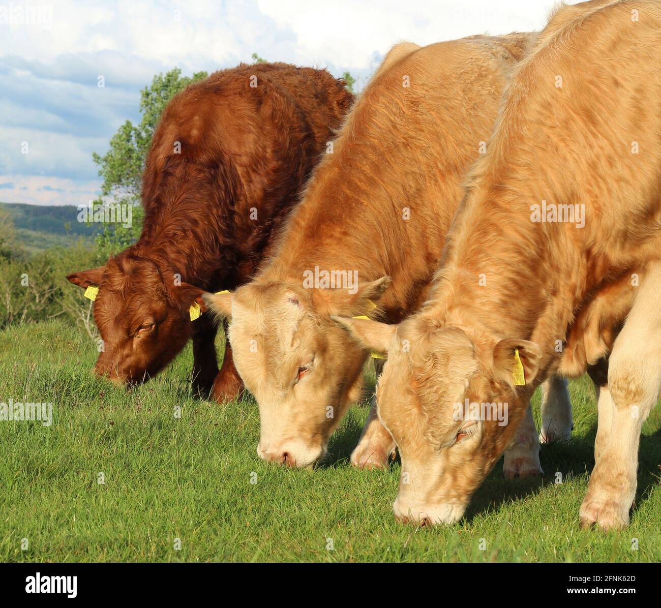 Charolais and Limousin cattle grazing on pastures on farmland in rural Ireland during summertime Stock Photo