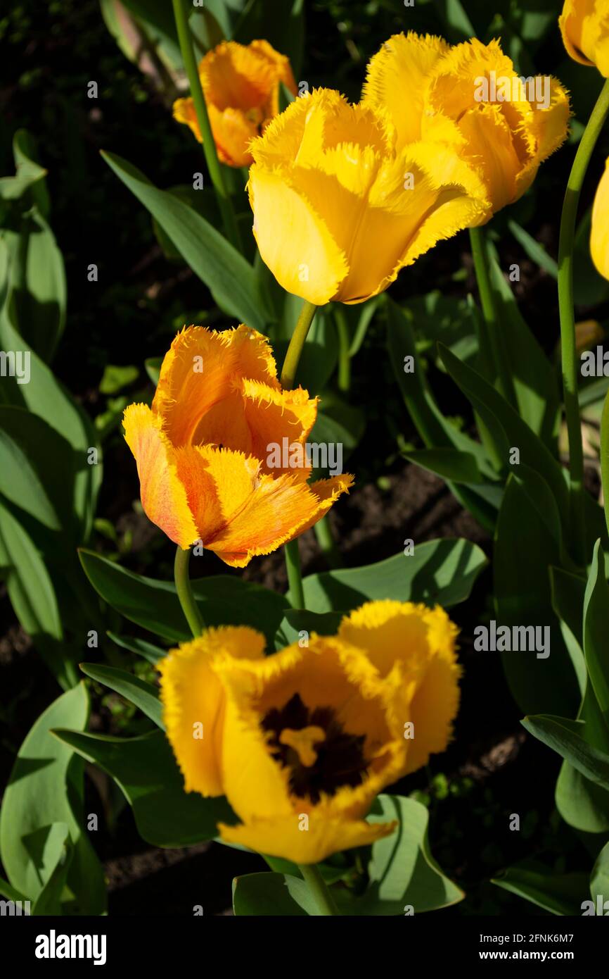 Yellow tulips on a field Stock Photo
