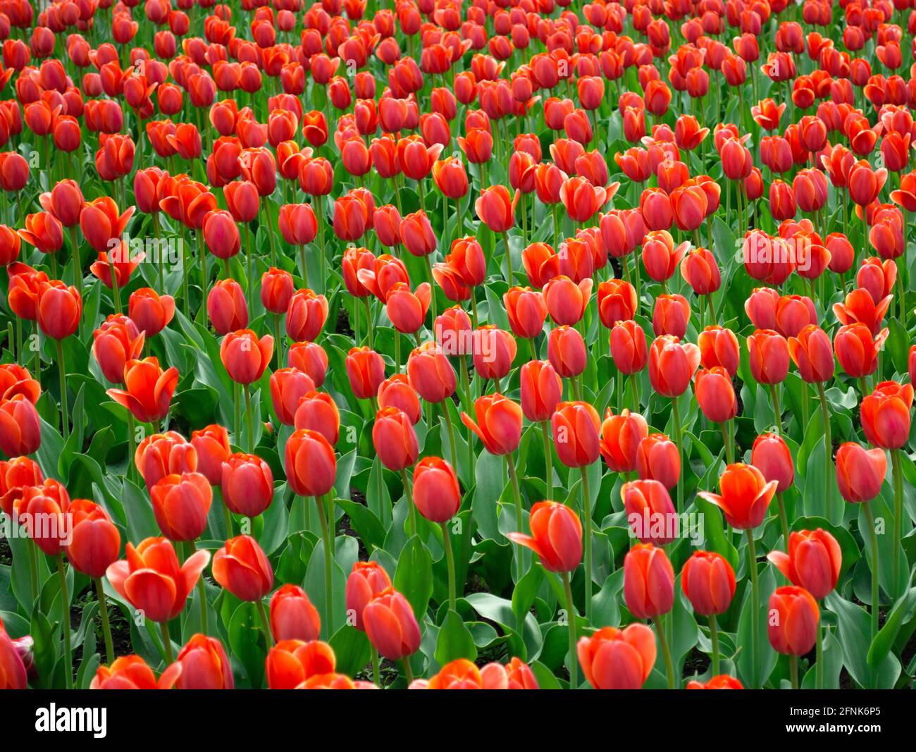 Red tulips blooming on field Stock Photo - Alamy