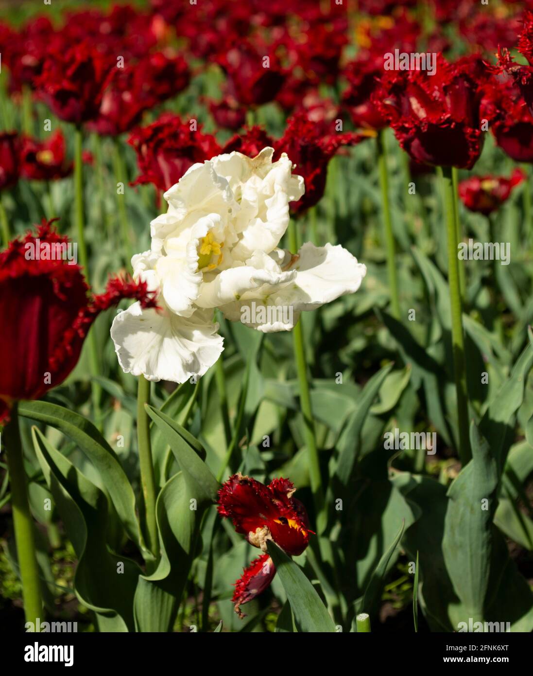 White tulip on tulips red field Stock Photo