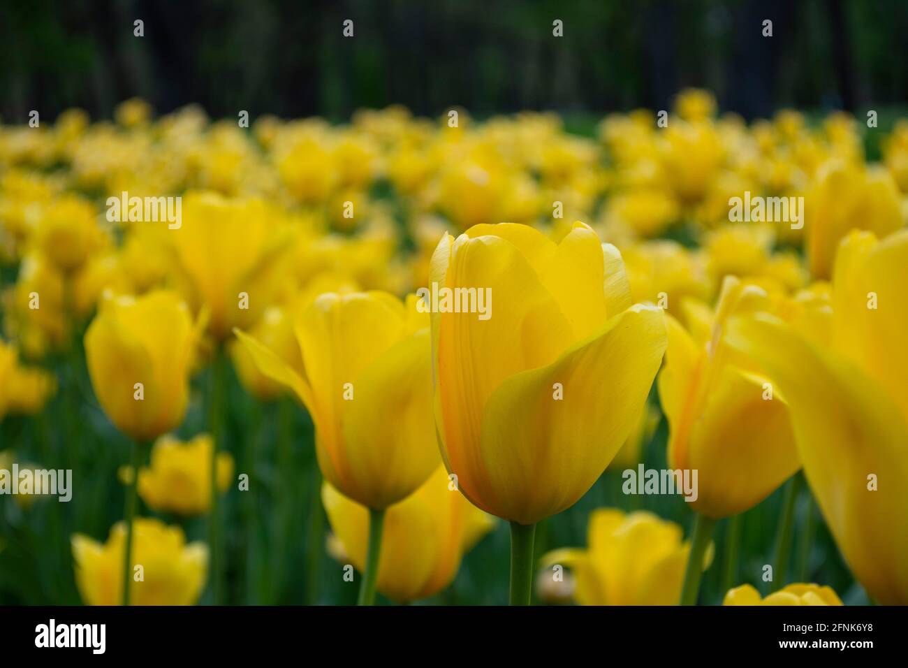 yellow tulips on the garden Stock Photo - Alamy