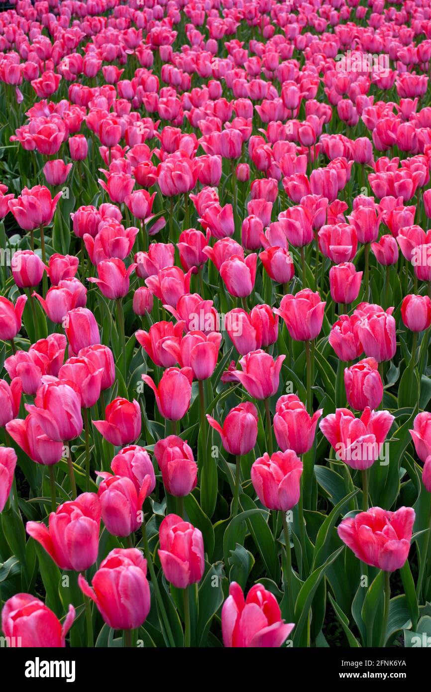 Pink tulips blooming on field Stock Photo - Alamy