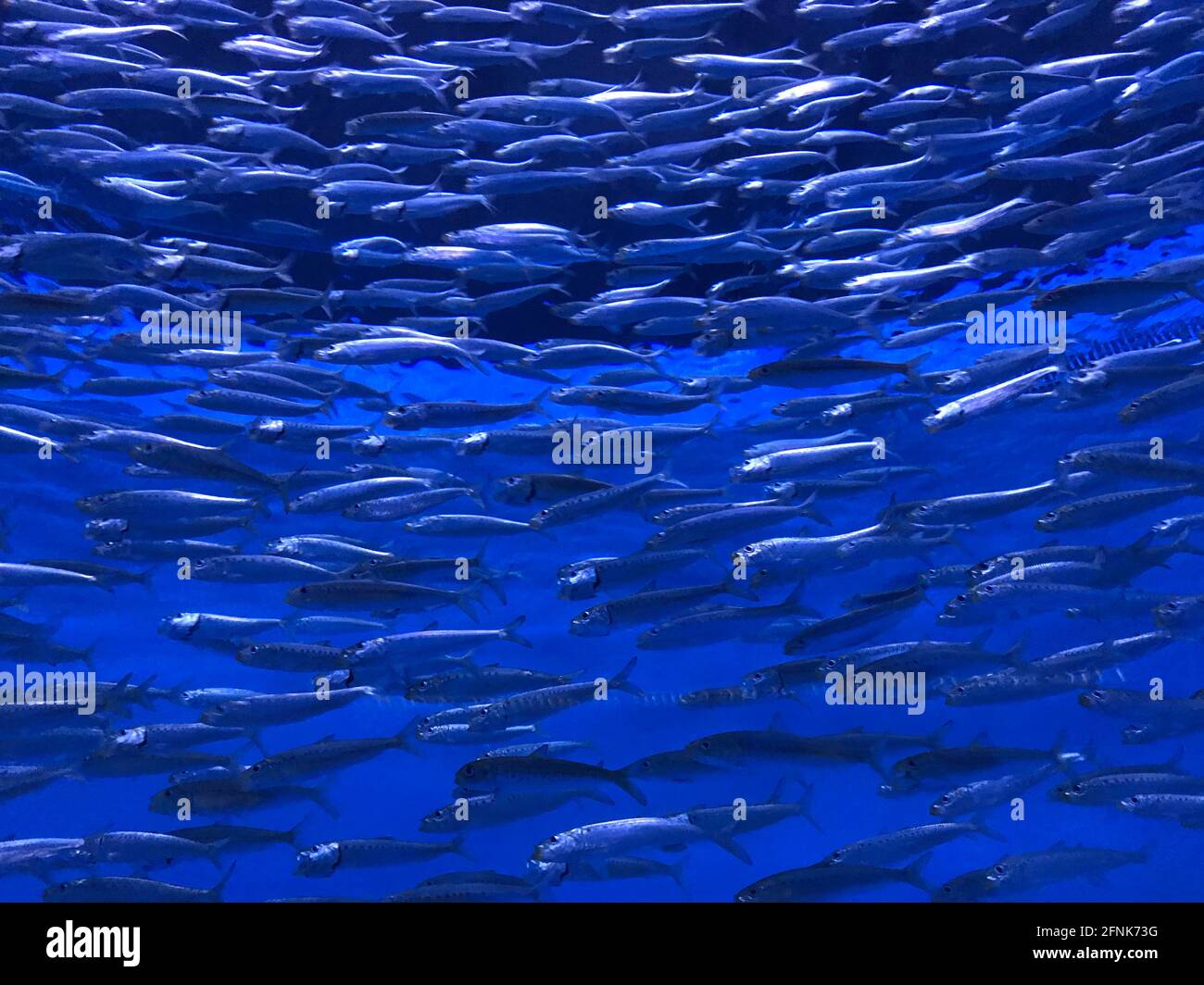 Closeup view of thousands of sardine fish schooling in aquarium Stock