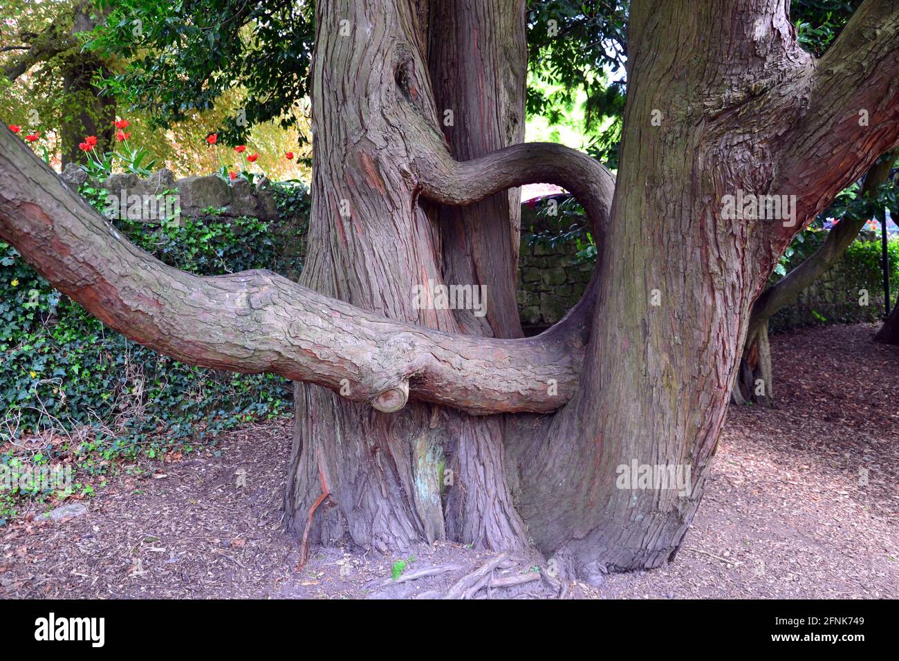 Odd shaped tree trunk hires stock photography and images Alamy
