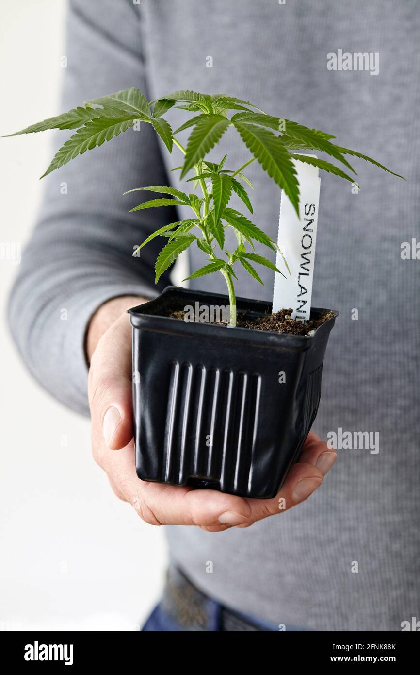 man holding cannabis clone of cannabis strain Snowland Stock Photo