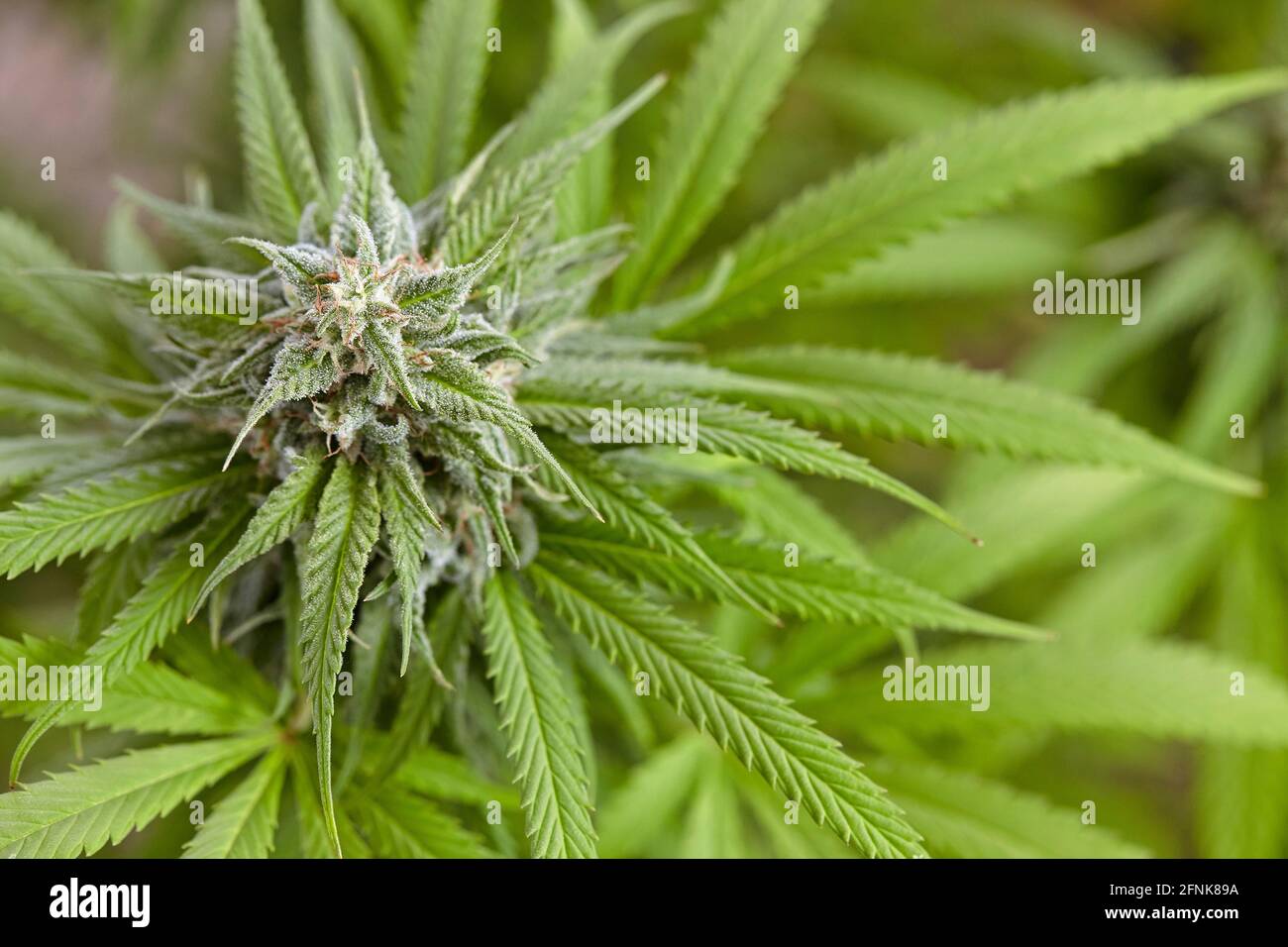 overhead shot of flowering Sunset Sherbet cannabis plant Stock Photo