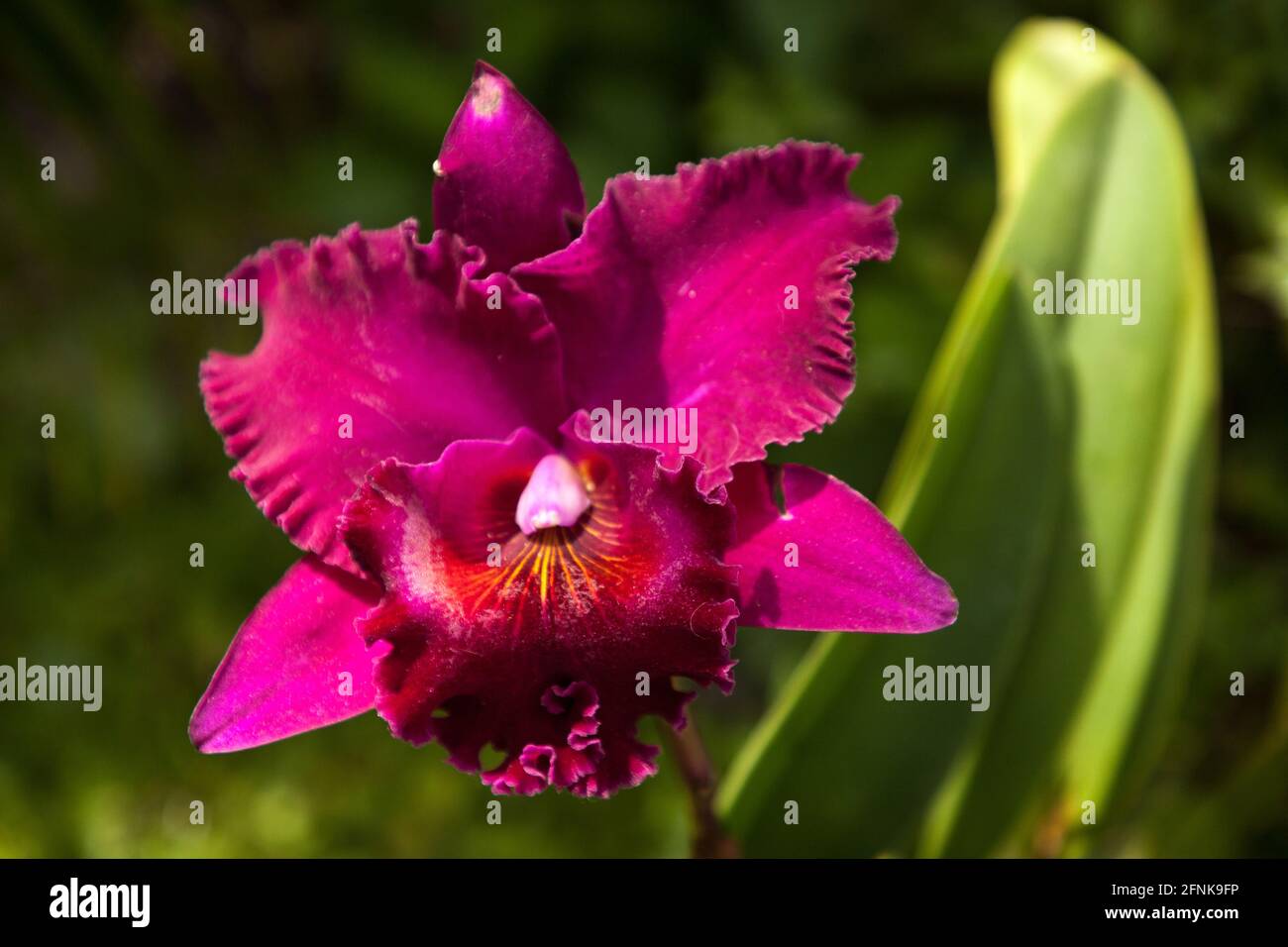 Purple red Cattleya orchid flower blooms in a garden in Naples, Florida. Stock Photo