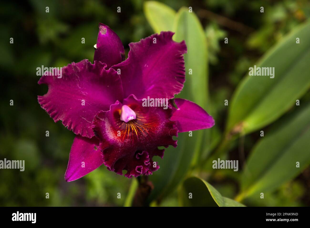 Purple red Cattleya orchid flower blooms in a garden in Naples, Florida. Stock Photo