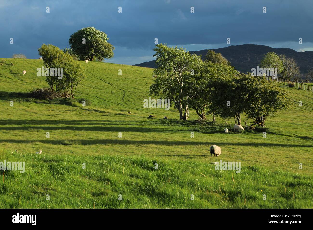 Farmland pastures on hillside in rural Ireland in summer evening sunlight featuring sheep grazing Stock Photo