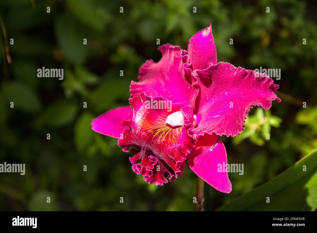 Purple red Cattleya orchid flower blooms in a garden in Naples, Florida. Stock Photo